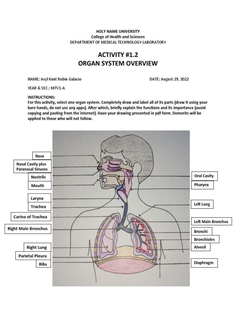 Exercise No. 1.2 - Organ System Overview Biology Diagrams
