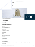 Oso Polar - Historias - Descubre WWF