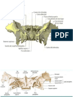 Esfenoides Cara Inferior