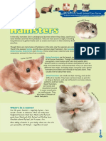 Hamster Care Guide