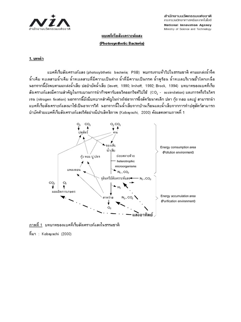 Photosynthetic Bacteria | PDF