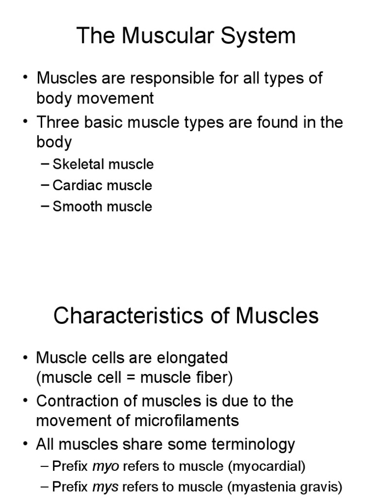 Muscular System | PDF