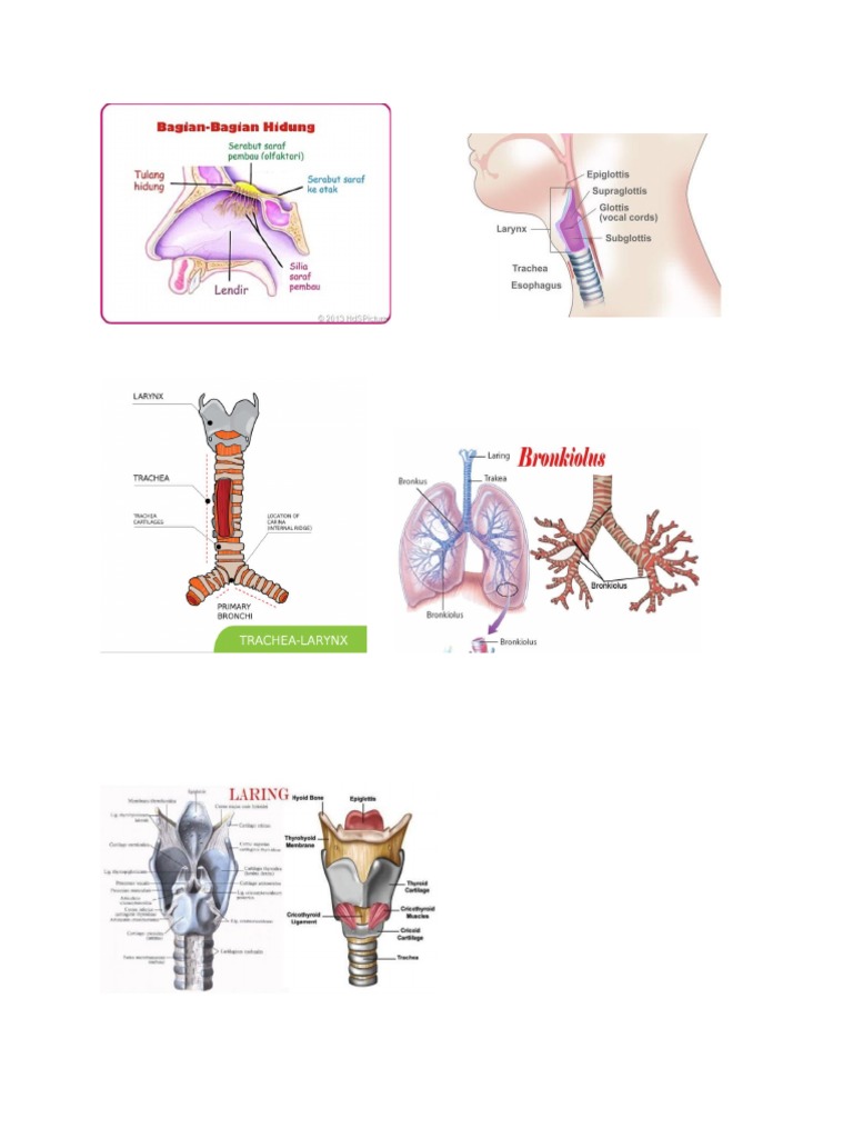 Gambar Pencernaan | PDF