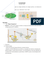 Fotossíntese: transformação da luz em energia química