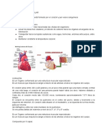 SSistema Cardiovascular220hgskb