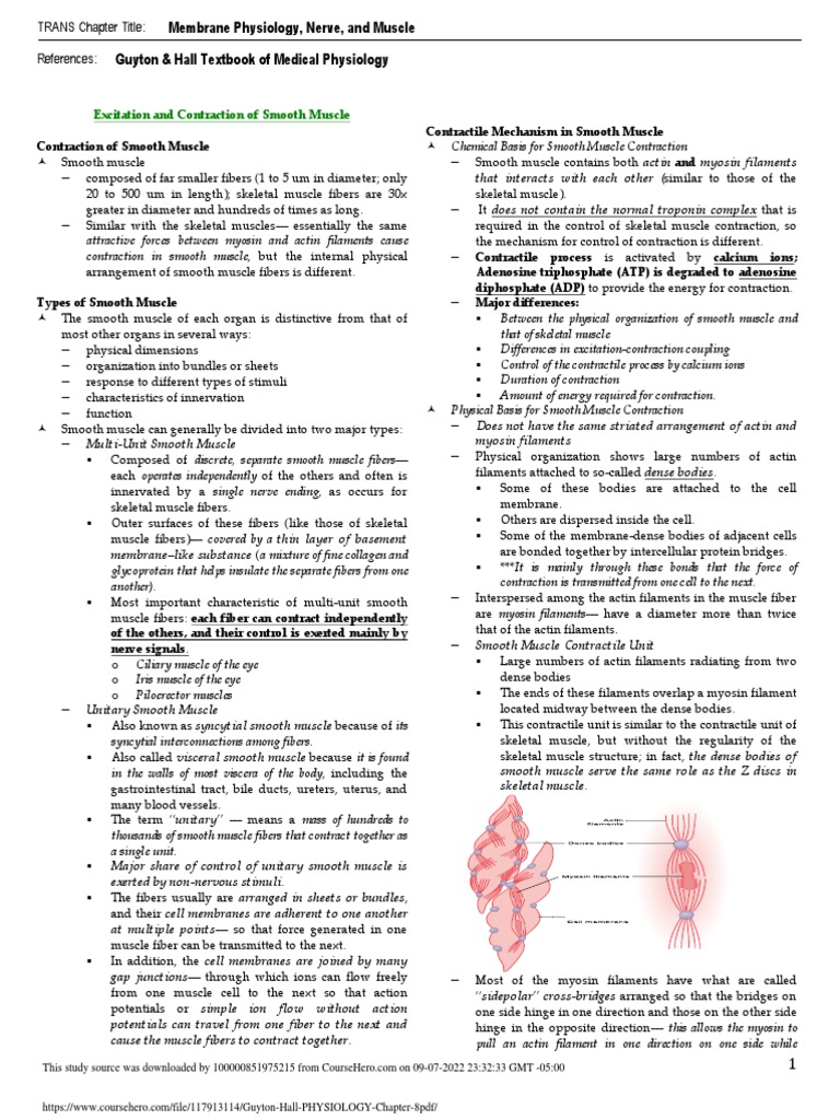 Smooth Muscle Contraction Mechanisms | PDF | Muscle Contraction ...