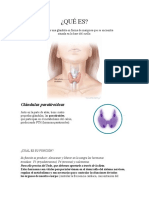 Glandulas Endocrinas y Exocrinas