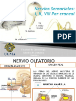 Nervios Sensoriales