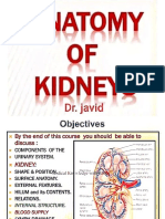 Anatomy of Kidneys 