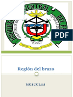 Region Del Brazo-Fosa Del Codo-5