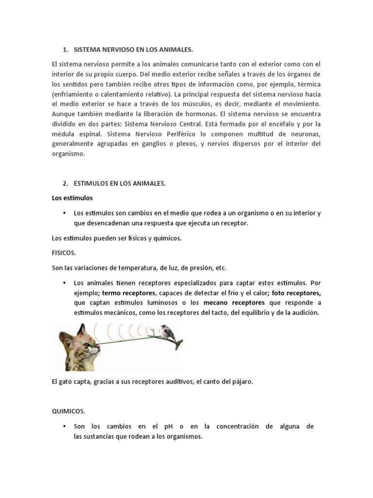 Sistema Nervioso en Gatos y Animales | PDF | Sistema nervioso | Sistema ...