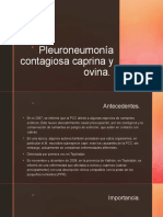 Pleuroneumonía Contagiosa Caprina y Ovina