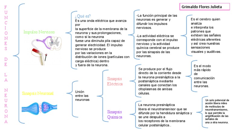 Funciones de las Neuronas y Sinapsis | PDF | Sinapsis | Neurona