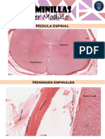 Laminillas 3er Modulo (1)