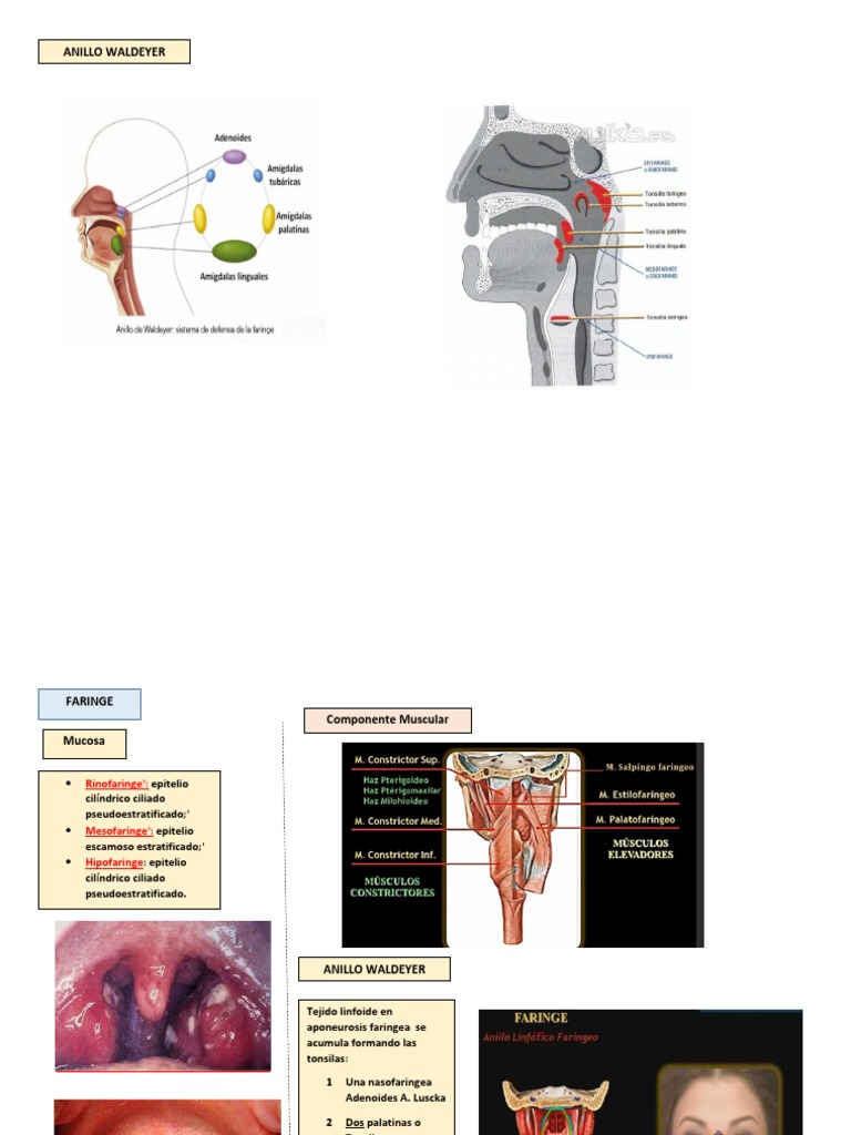 FARINGE | PDF | Laringe | Morfología (biología)