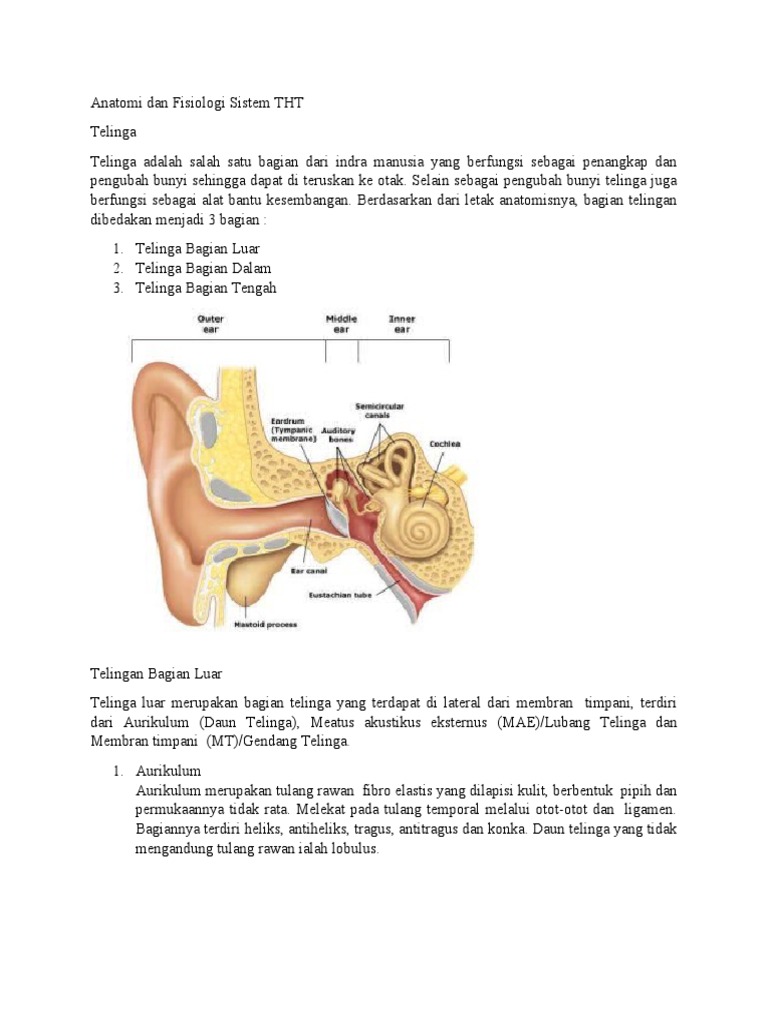 THT manusia anatomi struktur organ telinga hidung dan tenggorokan