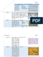 Cellular Elements That You Can See On Urine Microscope