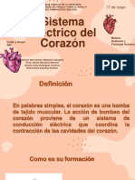 Expo de Anatomia Corazon