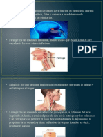 Sistema Respiratorio