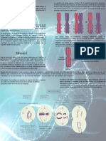 Meiosis