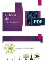 Ppt. Biologia La Neurona 07-04-2017