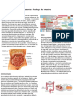 Anatomía y Fisiología Del Intestino