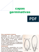 Capas Germinativas.