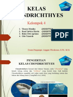 Kel. 4 - Zoologi Vertebrata - Chondrichthyes