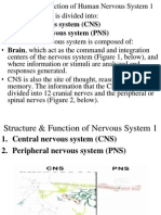 1 Structure and Function of the Nervous System 