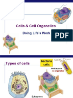 2. Cell Organelles