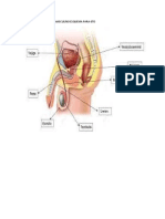 Aparato Reproductor Masculino Esquema para 6to