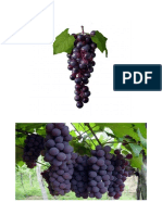 2 imagens de uvas violetas