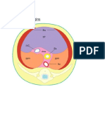 Diaphragm Origins