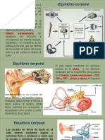 Equilibrio y Vértigo