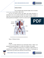 Anatomia do Sistema Urinário