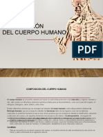 Composición Del Cuerpo Humano