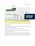 Etapas Fenologicas Del Cultivo de Sorgo