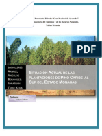 Situacion Actual de Las Plantaciones de Pino Al Sur Del Estado Monagas...