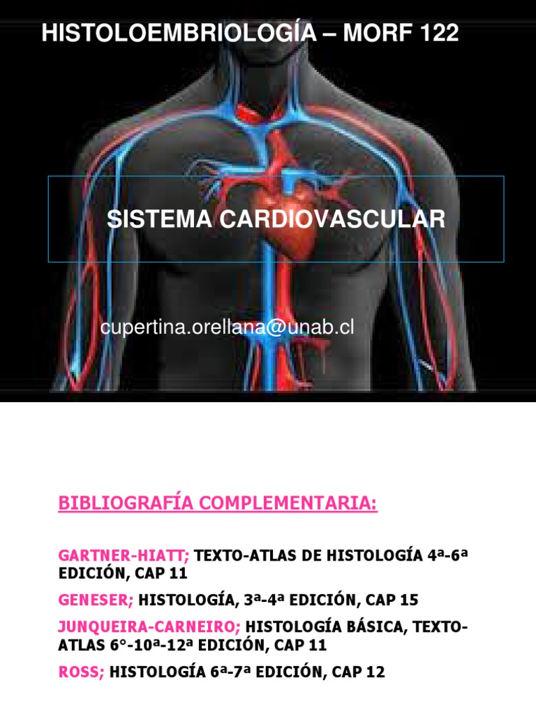 MORF 122 Sistema Cardiovascular | PDF | Artería | Capilar