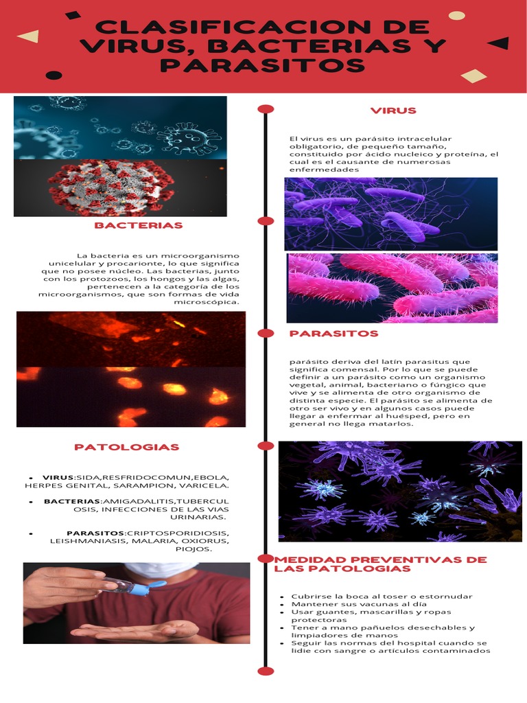 Clasificación de Virus y Bacterias | PDF | Virus | Las bacterias