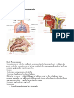 Anatomía Del Aparato Respiratorio