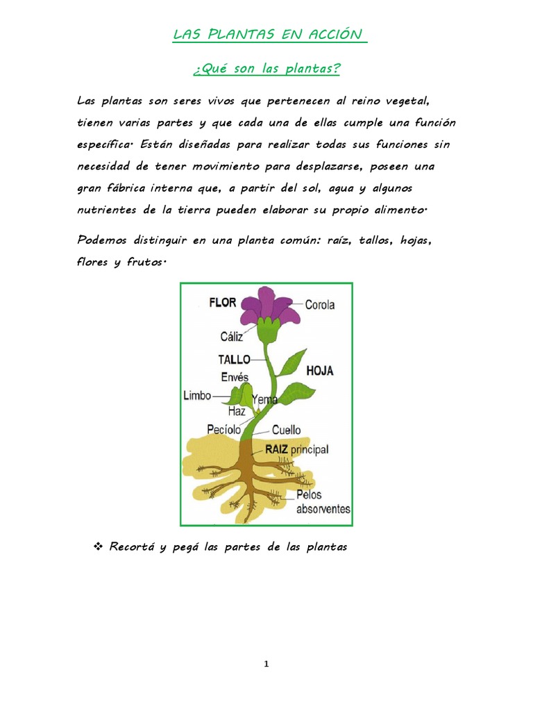 Segundo Proyecto Las Plantas | PDF | Plantas | Flores