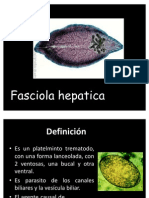 fasciola