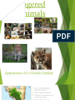 Endangered Florida Panther Habitat and Diet