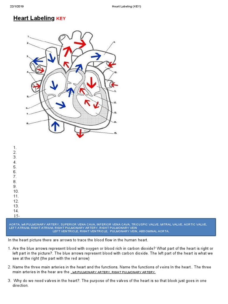 Heart Anatomy Pdf.Pdf | Introduction to the Human Circulatory System – FFLR