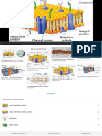Membrana Plasmatica Dibujo - Búsqueda de Google