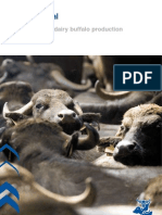 Efficient Dairy Buffalo Production
