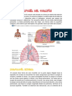 Anatomía Del Corazón