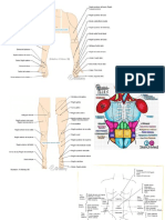 Topografía Anatomica