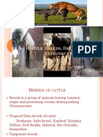 Beef Cattle Breeds Breeding and Reproduction PDF